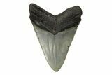 Fossil Megalodon Tooth - North Carolina #245879-2
